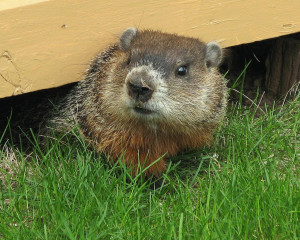 marmota